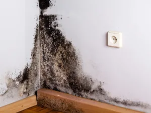 Toxic Mold on walls